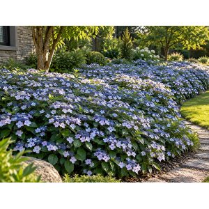 Hortenzia pílovitá (Hydrangea serrata) ‘MAGIC PILLOW’® - výška 30-40 cm, kont. C3L